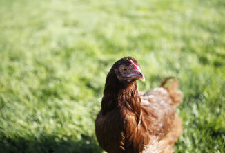 Breed Profile: Rhode Island Red Chicken